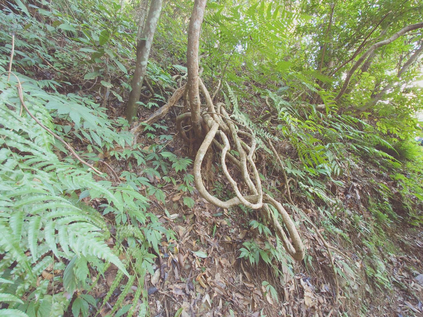 南投惠蓀林場｜台灣旅遊熱門景點一日遊,親子景點.團體旅遊,大口森呼吸 - LUCAS阿嬤愛旅行