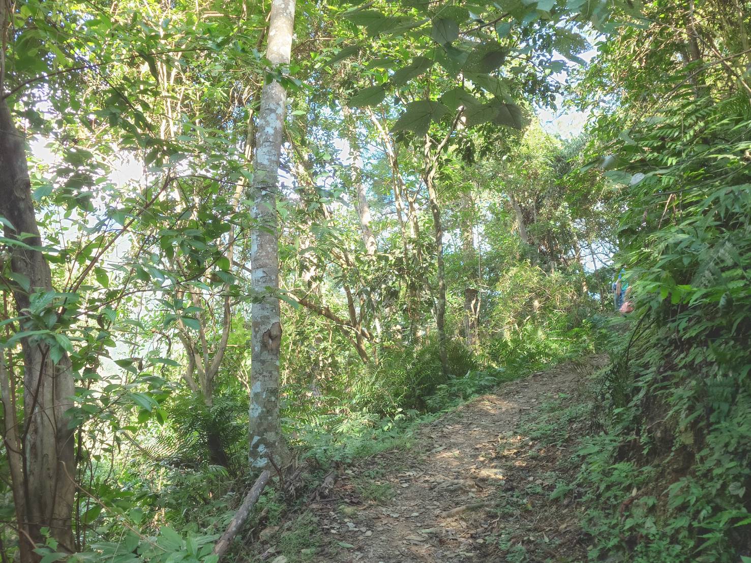 南投惠蓀林場｜台灣旅遊熱門景點一日遊,親子景點.團體旅遊,大口森呼吸 - LUCAS阿嬤愛旅行