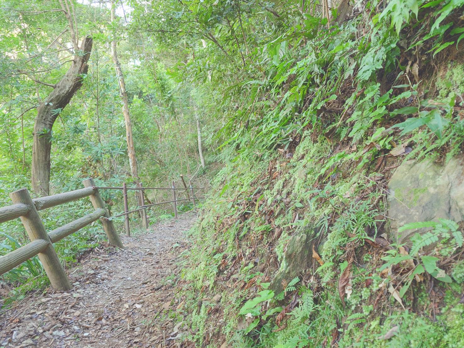 南投惠蓀林場｜台灣旅遊熱門景點一日遊,親子景點.團體旅遊,大口森呼吸 - LUCAS阿嬤愛旅行