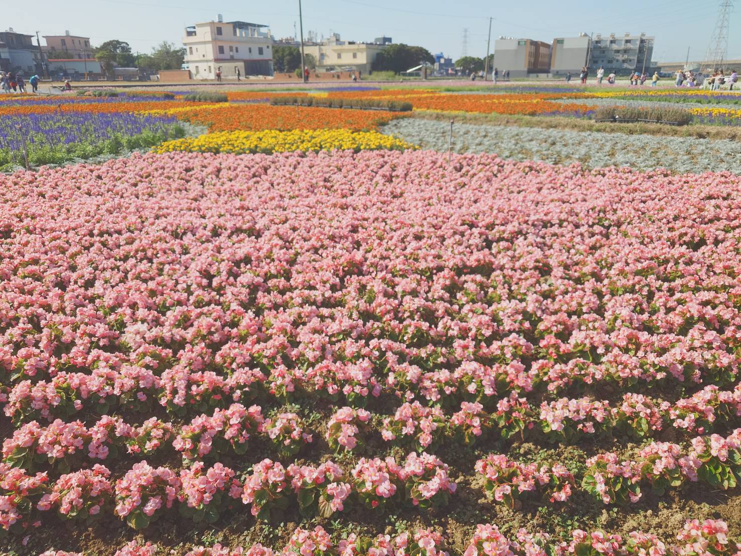 2024桃園楊梅仙草花節 東南旅遊每月8日會員日促銷 綠色休閒一日遊 - LUCAS阿嬤愛旅行