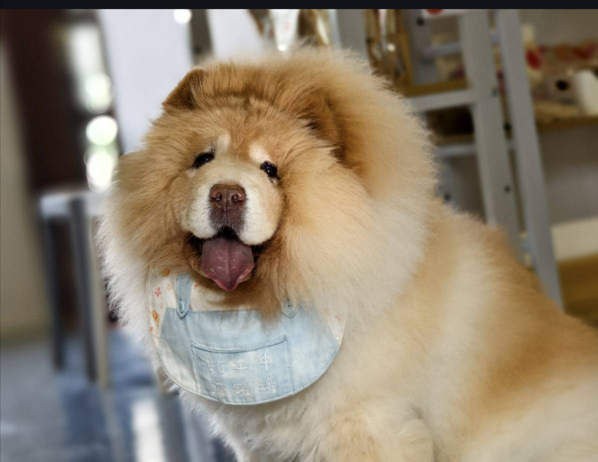 慢遊台中霧峰!原流新創:排灣美食.賽德克編織單品.咖啡課.寵食.贈禮劵 - LUCAS阿嬤愛旅行 慢遊台中霧峰!原流新創:排灣美食.賽德克編織單品.咖啡課.寵食.贈禮劵 - LUCAS阿嬤愛旅行