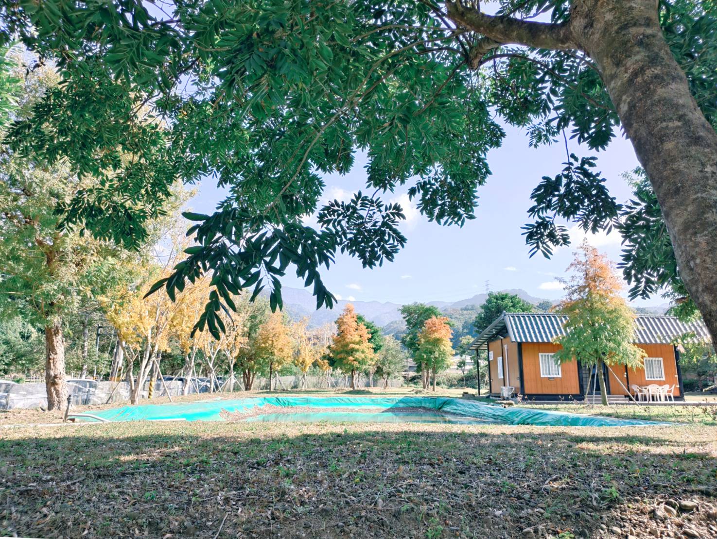 一日遊苗栗三灣/獅潭:落羽松.仙草花.新店老街.宮崎駿密道.客家美食 - LUCAS阿嬤愛旅行 一日遊苗栗三灣/獅潭:落羽松.仙草花.新店老街.宮崎駿密道.客家美食 - LUCAS阿嬤愛旅行