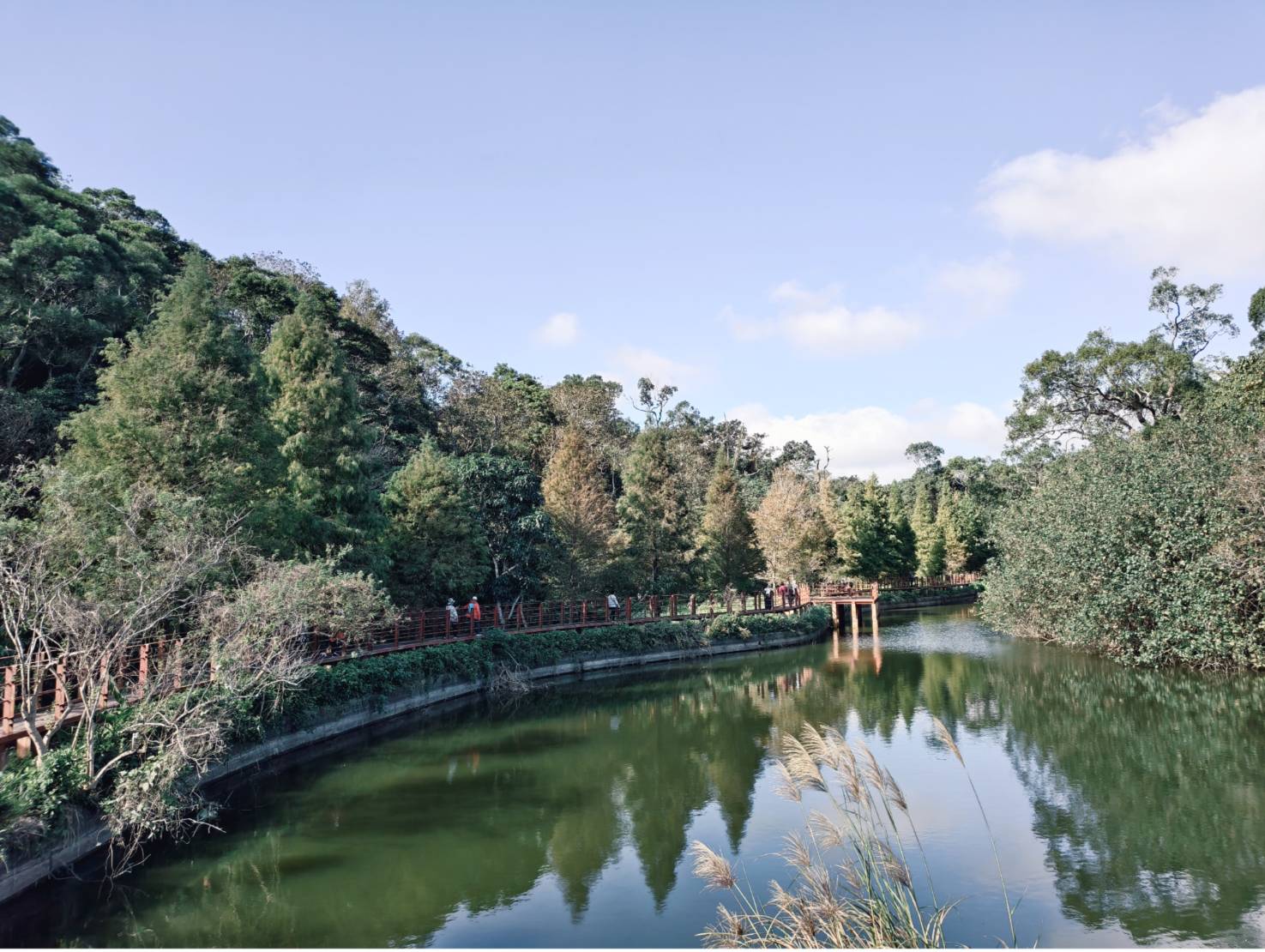 一日遊苗栗三灣/獅潭:落羽松.仙草花.新店老街.宮崎駿密道.客家美食 - LUCAS阿嬤愛旅行 一日遊苗栗三灣/獅潭:落羽松.仙草花.新店老街.宮崎駿密道.客家美食 - LUCAS阿嬤愛旅行