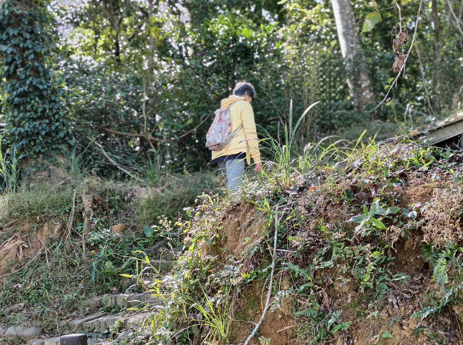 一日遊苗栗三灣/獅潭:落羽松.仙草花.新店老街.宮崎駿密道.客家美食 - LUCAS阿嬤愛旅行 一日遊苗栗三灣/獅潭:落羽松.仙草花.新店老街.宮崎駿密道.客家美食 - LUCAS阿嬤愛旅行