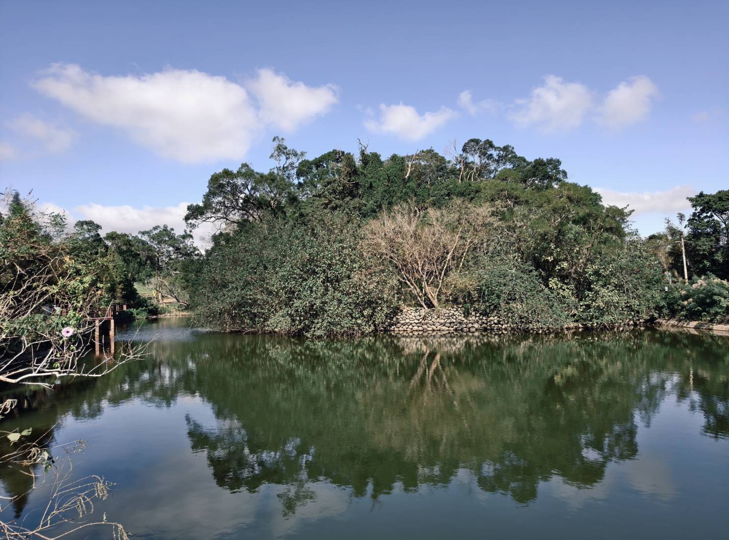 一日遊苗栗三灣/獅潭:落羽松.仙草花.新店老街.宮崎駿密道.客家美食 - LUCAS阿嬤愛旅行 一日遊苗栗三灣/獅潭:落羽松.仙草花.新店老街.宮崎駿密道.客家美食 - LUCAS阿嬤愛旅行