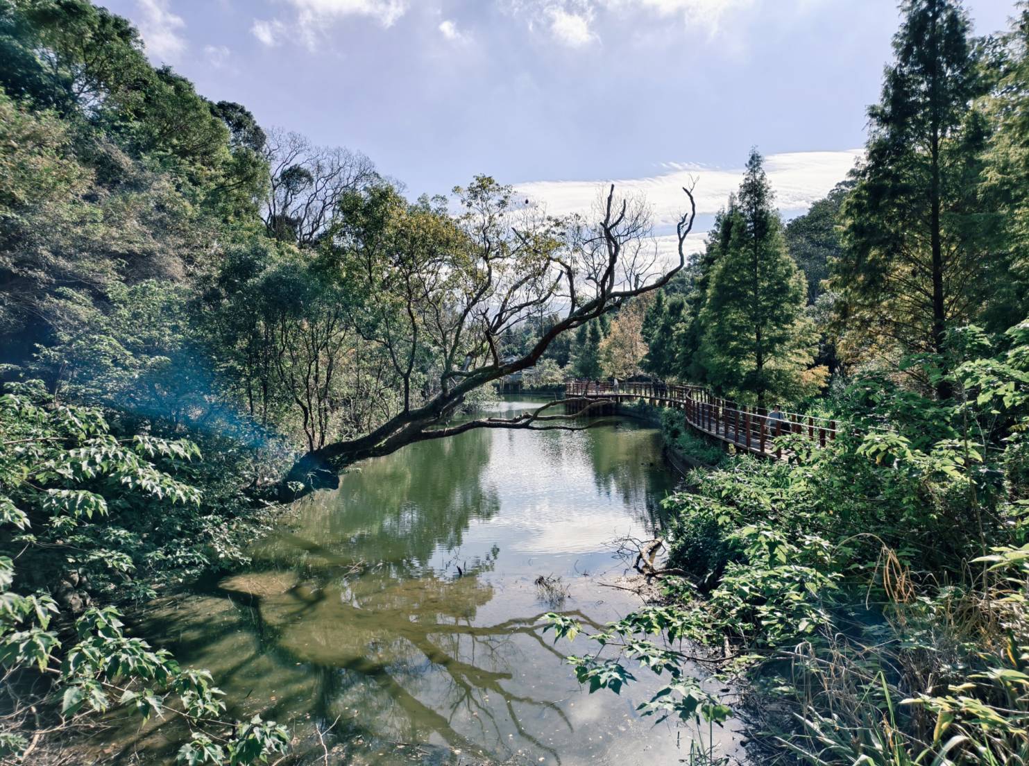 一日遊苗栗三灣/獅潭:落羽松.仙草花.新店老街.宮崎駿密道.客家美食 - LUCAS阿嬤愛旅行 一日遊苗栗三灣/獅潭:落羽松.仙草花.新店老街.宮崎駿密道.客家美食 - LUCAS阿嬤愛旅行