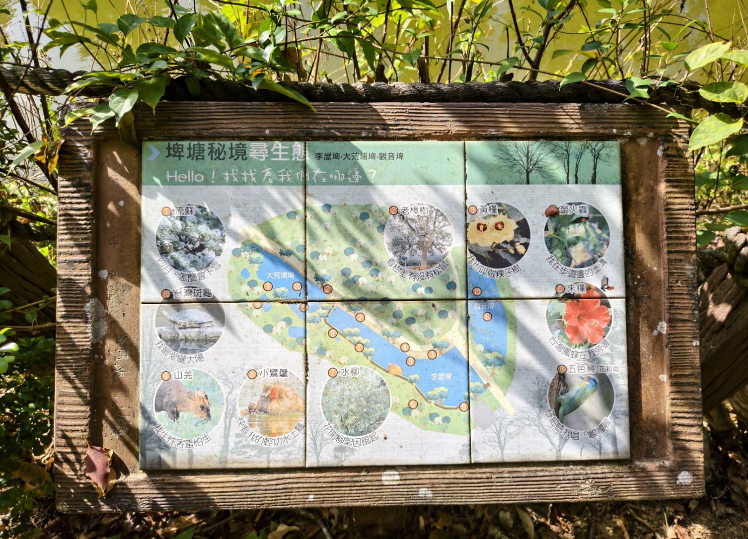 一日遊苗栗三灣/獅潭:落羽松.仙草花.新店老街.宮崎駿密道.客家美食 - LUCAS阿嬤愛旅行 一日遊苗栗三灣/獅潭:落羽松.仙草花.新店老街.宮崎駿密道.客家美食 - LUCAS阿嬤愛旅行