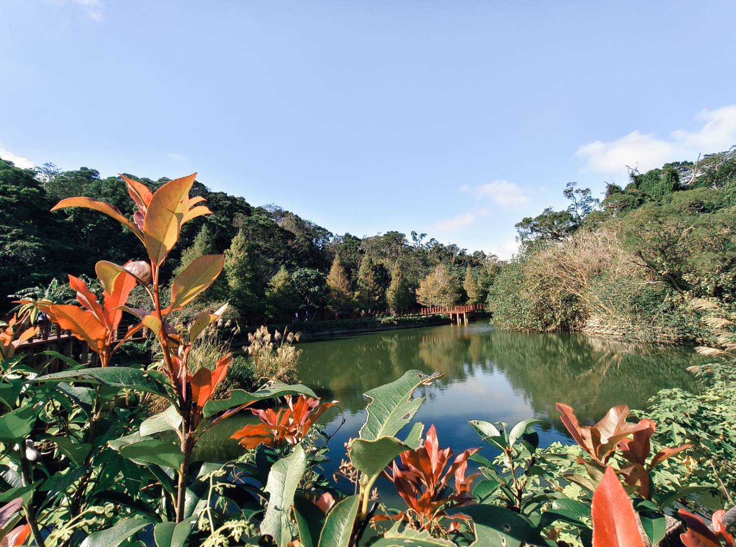 一日遊苗栗三灣/獅潭:落羽松.仙草花.新店老街.宮崎駿密道.客家美食 - LUCAS阿嬤愛旅行 一日遊苗栗三灣/獅潭:落羽松.仙草花.新店老街.宮崎駿密道.客家美食 - LUCAS阿嬤愛旅行
