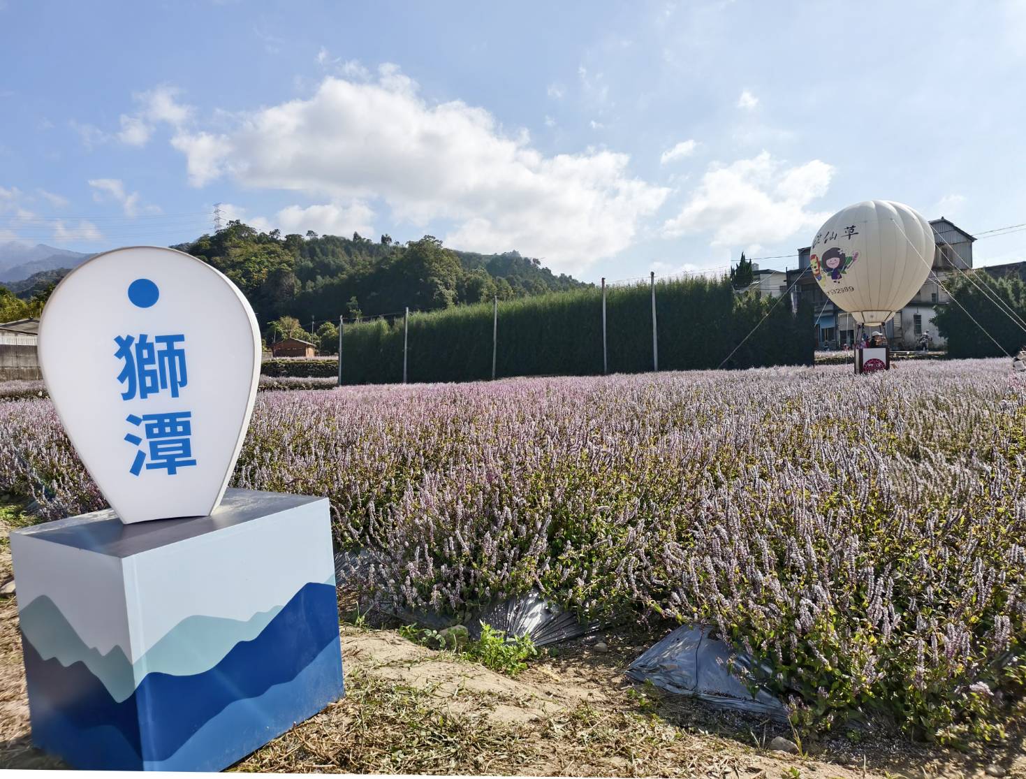 一日遊苗栗三灣/獅潭:落羽松.仙草花.新店老街.宮崎駿密道.客家美食 - LUCAS阿嬤愛旅行 一日遊苗栗三灣/獅潭:落羽松.仙草花.新店老街.宮崎駿密道.客家美食 - LUCAS阿嬤愛旅行