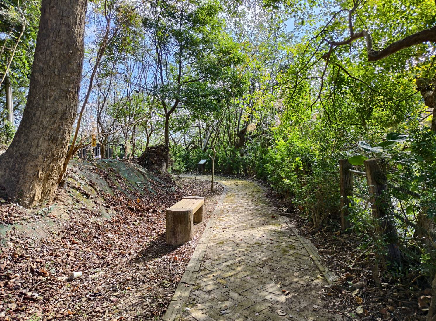 一日遊苗栗三灣/獅潭:落羽松.仙草花.新店老街.宮崎駿密道.客家美食 - LUCAS阿嬤愛旅行 一日遊苗栗三灣/獅潭:落羽松.仙草花.新店老街.宮崎駿密道.客家美食 - LUCAS阿嬤愛旅行