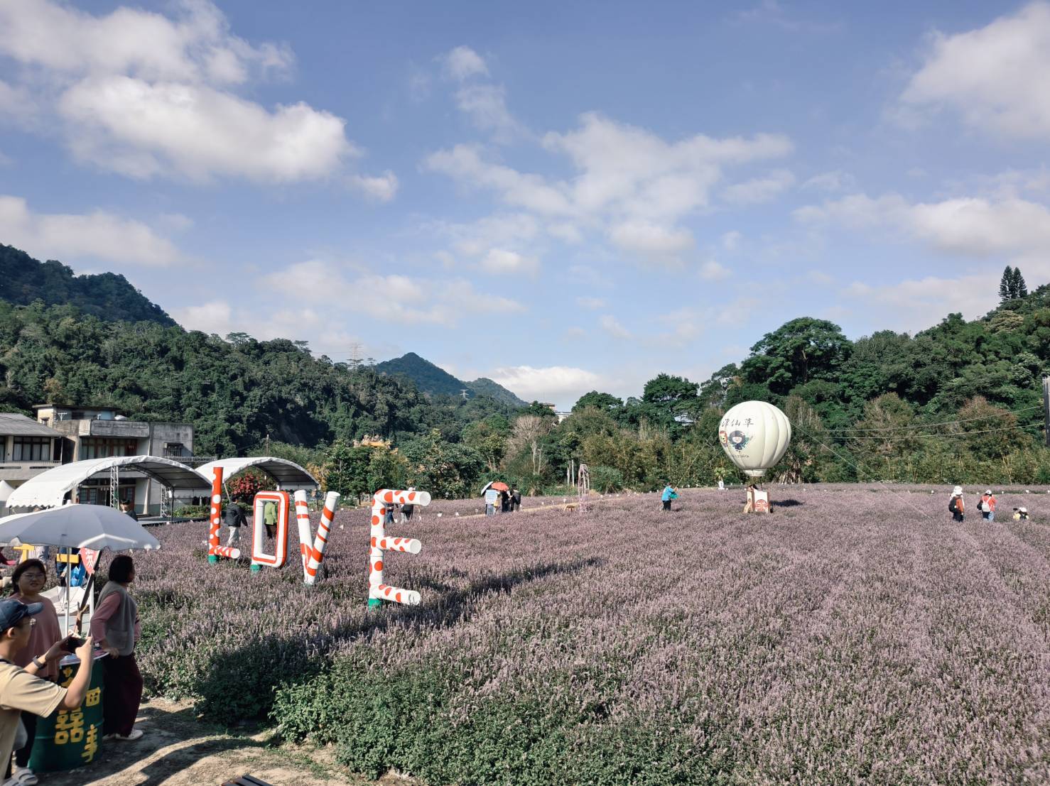 一日遊苗栗三灣/獅潭:落羽松.仙草花.新店老街.宮崎駿密道.客家美食 - LUCAS阿嬤愛旅行 一日遊苗栗三灣/獅潭:落羽松.仙草花.新店老街.宮崎駿密道.客家美食 - LUCAS阿嬤愛旅行