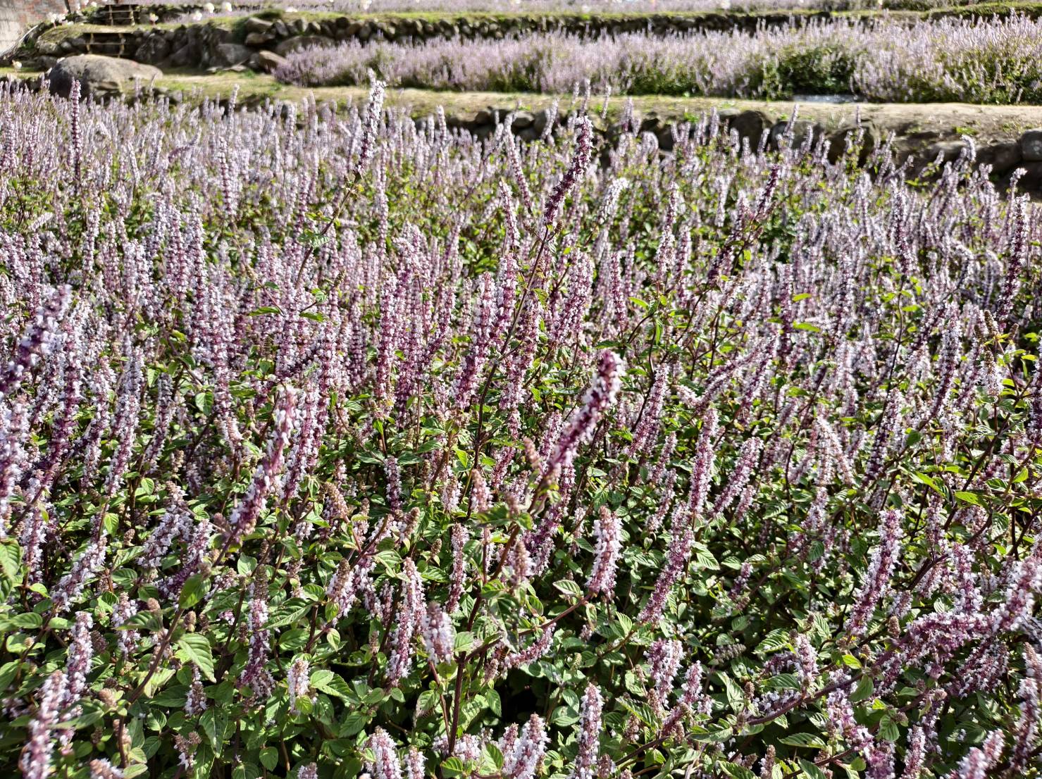 一日遊苗栗三灣/獅潭:落羽松.仙草花.新店老街.宮崎駿密道.客家美食 - LUCAS阿嬤愛旅行 一日遊苗栗三灣/獅潭:落羽松.仙草花.新店老街.宮崎駿密道.客家美食 - LUCAS阿嬤愛旅行