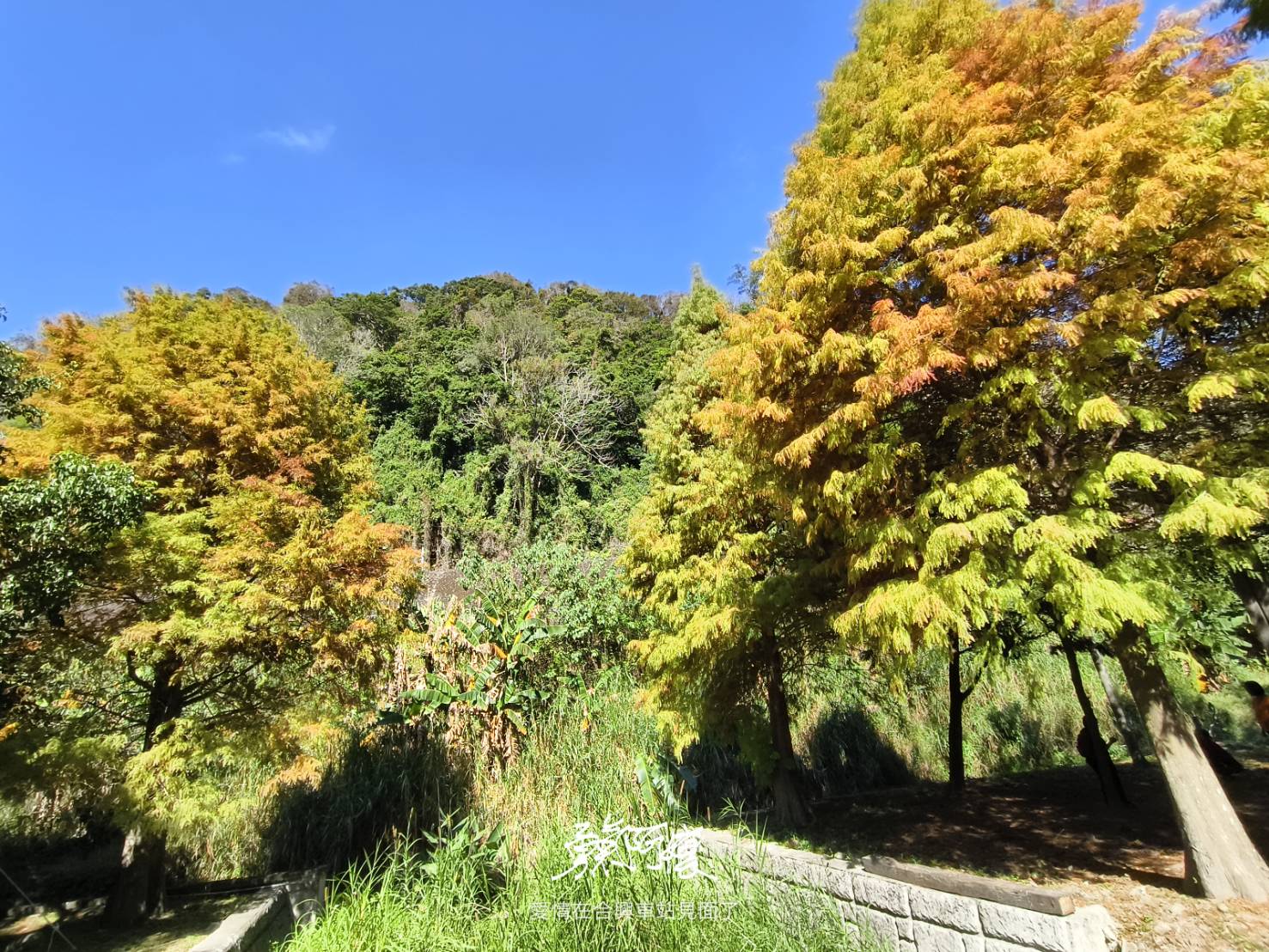 新竹內灣老街地標:劉興欽漫畫博物館回憶殺.親水公園落羽松散策，內行才會去！ - LUCAS阿嬤愛旅行