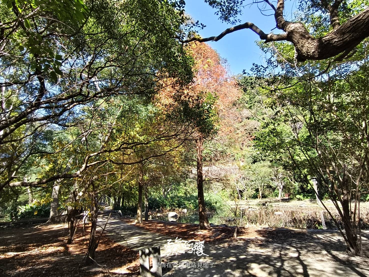 新竹內灣老街地標:劉興欽漫畫博物館回憶殺.親水公園落羽松散策，內行才會去！ - LUCAS阿嬤愛旅行