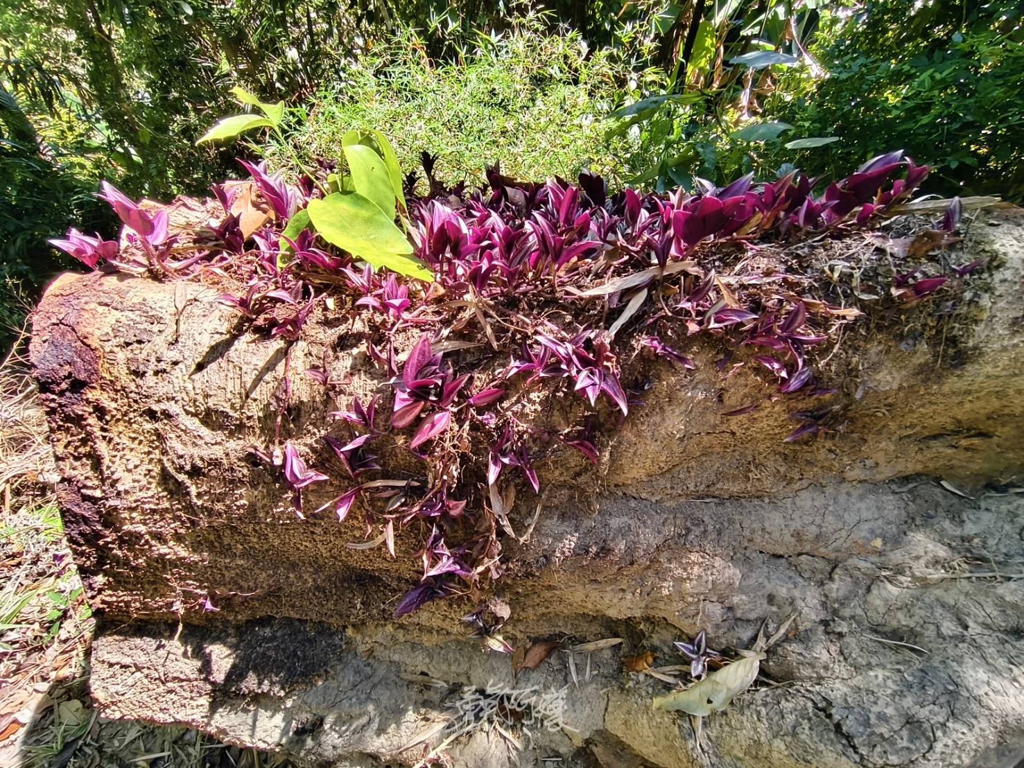 檳城景點︱升旗山一日遊懶人包.立適得陪伴旅人走出人生情緣 - LUCAS阿嬤愛旅行