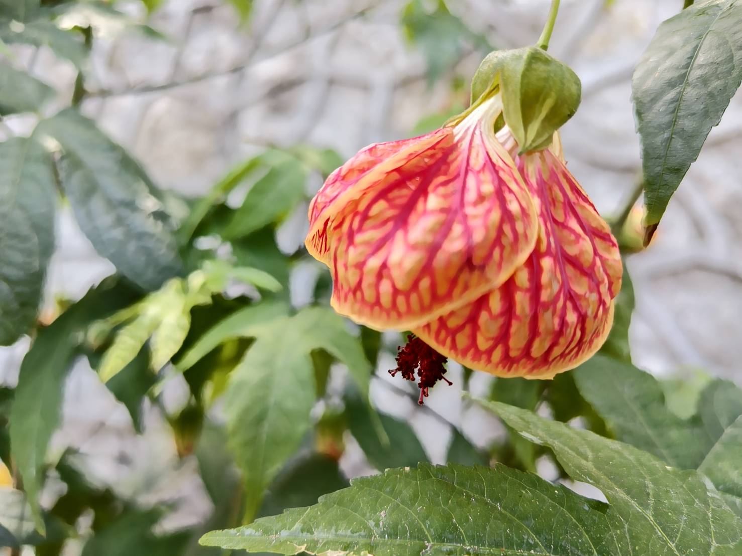 檳城景點︱升旗山一日遊懶人包.立適得陪伴旅人走出人生情緣 - LUCAS阿嬤愛旅行